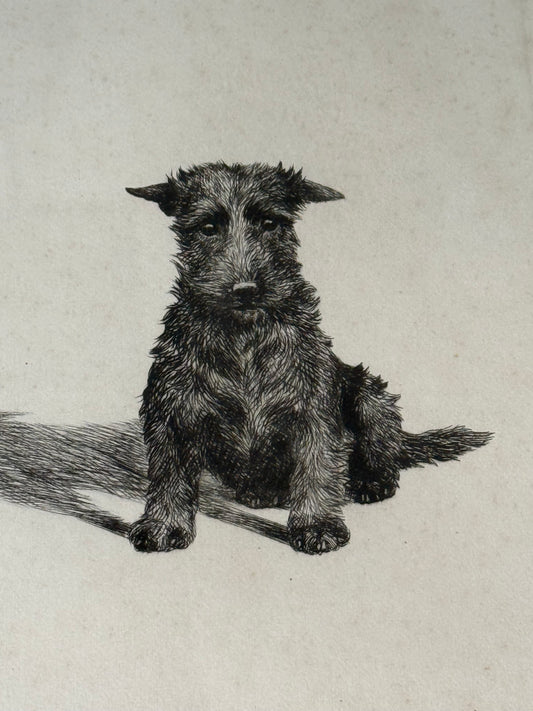 "So Bad" Limited Edition Artist Etching Of A Scottish Terrier By Margaret Kirmse