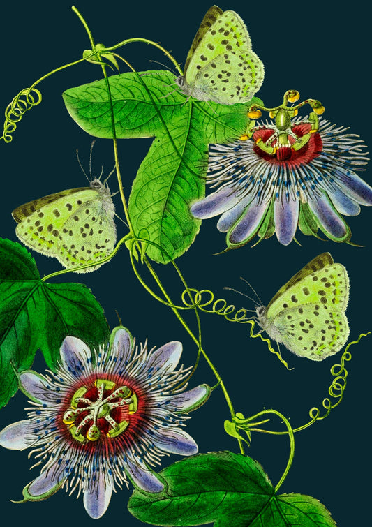 RS185P ~ Blank Midnight Botanical Greeting Card