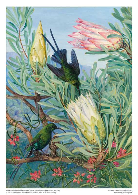 Adult Jigsaw Puzzle Kew Gardens' Marianne North: Honeyflowers and Honeysuckers (1,000 pieces)